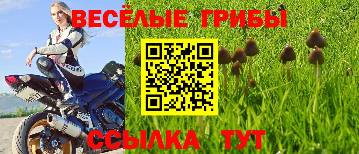 Курчалой  сколько стоит  Вход с VPN  Псилоцибиновые грибы мухоморы 